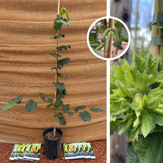 Young Hazelnut tree | Corylus avellana Gustav's Zeller