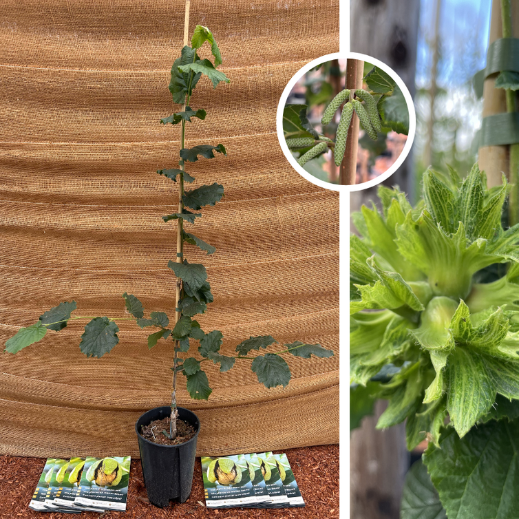 Young Hazelnut tree | Corylus avellana Gustav's Zeller