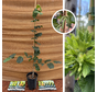 Junge Haselnussbaum | Corylus avellana Gustav's Zeller