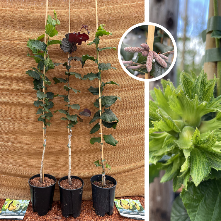 Jonge Hazelaarboom pakket - 3 stuks | 1x Corabel +1x Halle'sche Riessen + 1x Rote Zellernuss