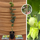 Jonge Hazelnootboom | Corylus fercoril Corabel