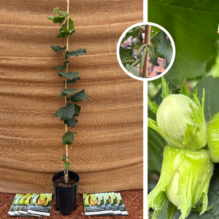 Jonge Hazelnootboom | Corylus fercoril Corabel