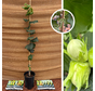 Jonge Hazelnootboom | Corylus fercoril Corabel