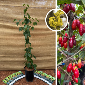 Jonge Kornoelje | Cornus mas Kasanlak