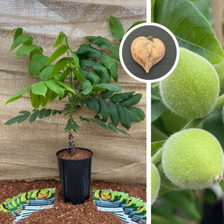 Jeune Noyer Juglans | ailantifolia cord. Campbell CW 4