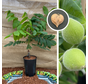 Young Walnut tree | Juglans ailantifolia cord. Campbell CW 4