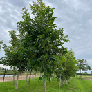 Junge Walnussbaum | Juglans regia Lange van Lod