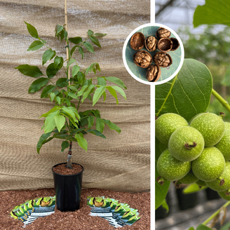 Jeune Noyer | Juglans regia Mini Multiflora Nr.14