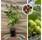 Jeune Noyer | Juglans regia Mini Multiflora Nr.14