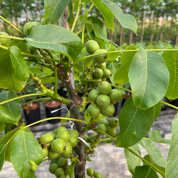 Young Walnut tree | Juglans regia Mini Multiflora Nr.14
