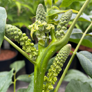 Junge Walnussbaum | Juglans regia Mini Multiflora Nr.14
