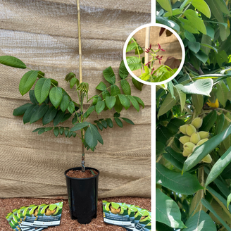 Jeune Noyer | Juglans ail. cord. Kalmar