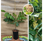 Junge Walnussbaum | Juglans ail. cord. Kalmar