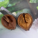 Jonge Walnootboom | Juglans ail. cord. Kalmar