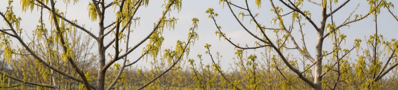 Bestuiving van vruchtbomen: waarom heb je soms twee bomen nodig?