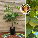 Jeune Noyer | Juglans regia Lange van Lod