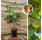Junge Walnussbaum | Juglans regia Lange van Lod
