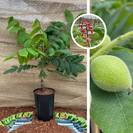 Junger Walnussbaum | Juglans ailantifolia cord. Campbell CW 1