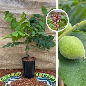 Jonge Walnootboom | Juglans ailantifolia cord. Campbell CW 1