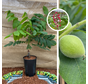 Junger Walnussbaum | Juglans ailantifolia cord. Campbell CW 1
