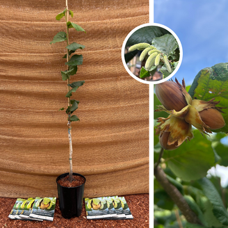 Young Hazelnut tree | Corylus avellana Lang Tidlig Zellernoot