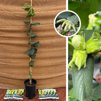 Young Hazelnut Tree | Corylus fercoril Corabel