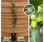 Jonge Hazelnootboom | Corylus fercoril Corabel