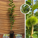 Jonge Kastanjeboom | Castanea sativa Clone 90044