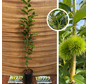 Jonge Kastanjeboom | Castanea sativa Clone 90044