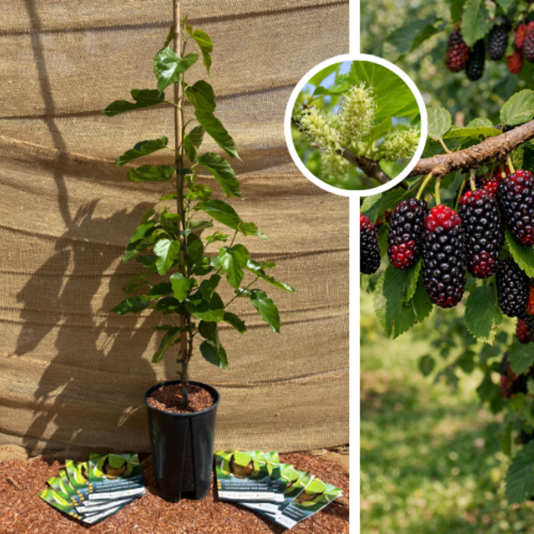 Young Mulberry Tree | Morus a. Milanowek