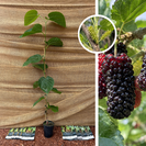Young Mulberry Tree | Morus alba Giant Fruit