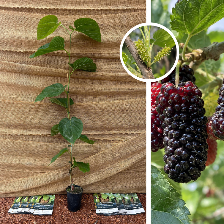 Jonge Moerbeiboom | Morus alba Giant Fruit