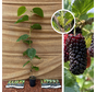 Junger Maulbeerbaum | Morus alba Giant Fruit