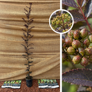 Japanischer Pfefferbaum | Zanthoxylum piperitum Purple Leaf