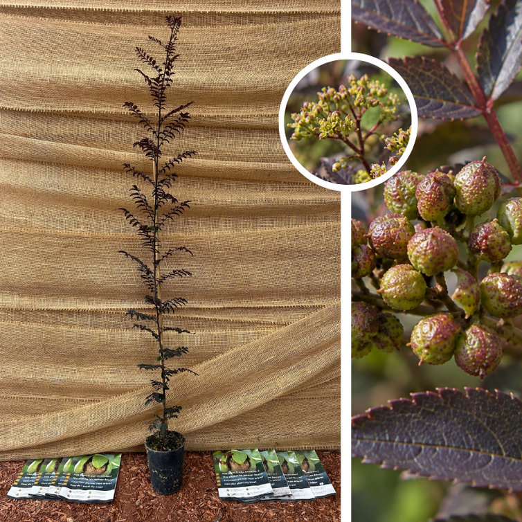 Poivrier du Japon | Zanthoxylum piperitum Purple Leaf