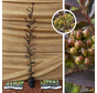 Poivrier du Japon | Zanthoxylum piperitum Purple Leaf