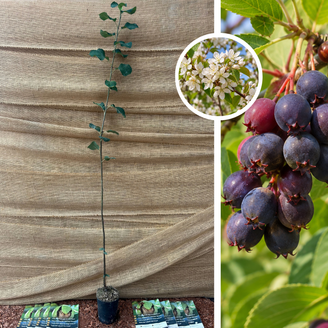 Felsenbirne | Amelanchier alnifolia Honeywood
