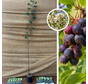Felsenbirne | Amelanchier alnifolia Honeywood