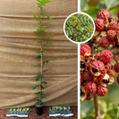 Szechuanpfefferbaum | Zanthoxylum armatum