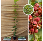 Poivrier du Sichuan | Zanthoxylum armatum