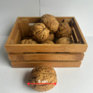 Junge Walnussbaum | Juglans regia Bella Maria