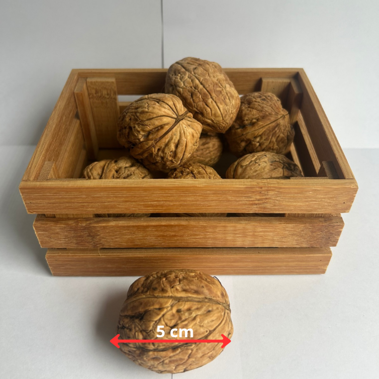 Junge Walnussbaum | Juglans regia Bella Maria