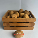 Jonge Walnootboom | Juglans regia 'Coenen'