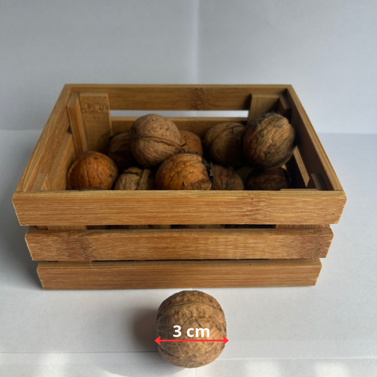 Young Walnut tree | Juglans regia Milotai 10