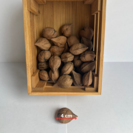 Young Walnut tree | Juglans ail. cor. Shubert