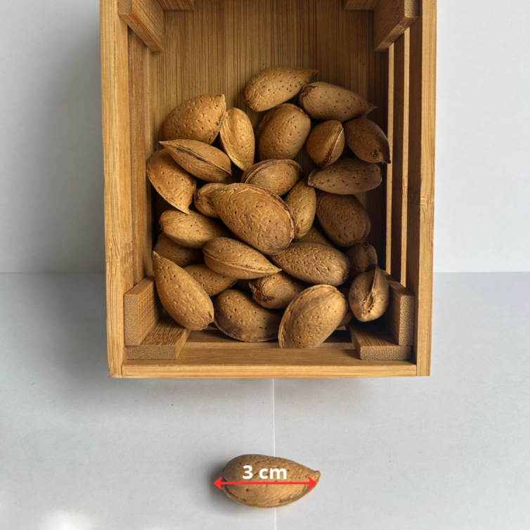 Jeune amandier | Prunus dulcis Avijor
