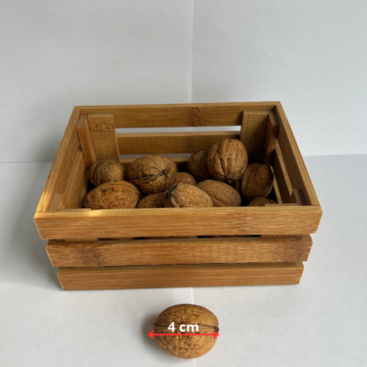 Junge Walnussbaum | Juglans regia Broadview