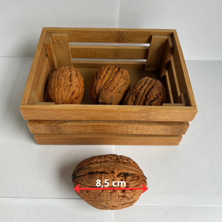 Jonge Walnootboom | Juglans regia Lange van Lod
