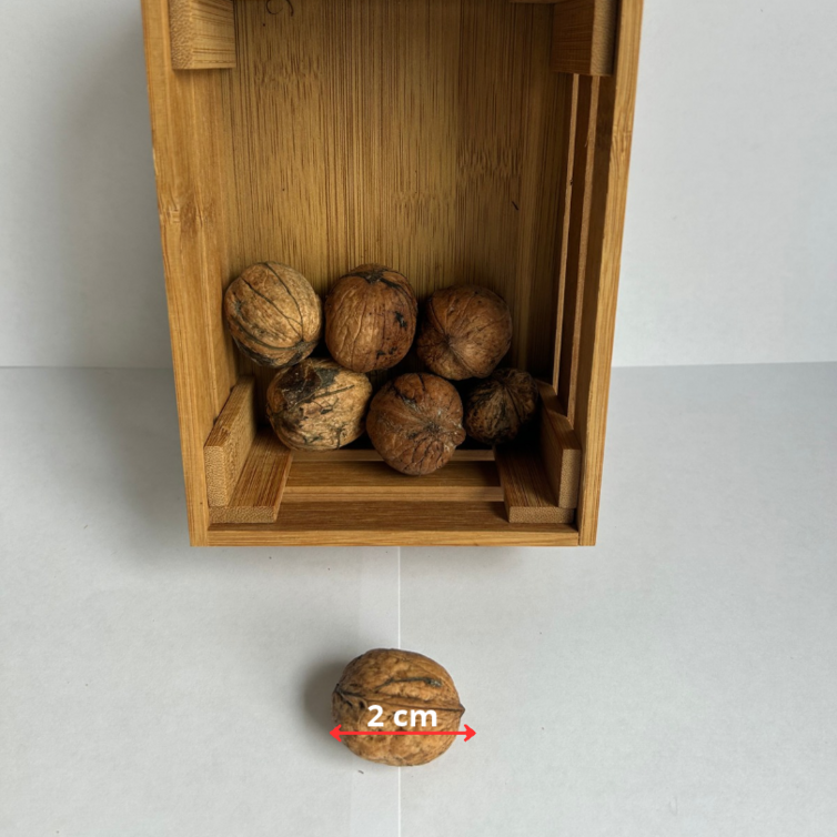 Jeune Noyer | Juglans Regia Purpurea