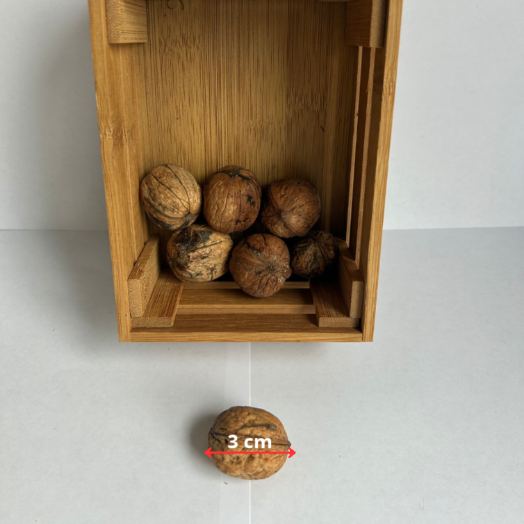 Junge Walnussbaum | Juglans regia Laciniata